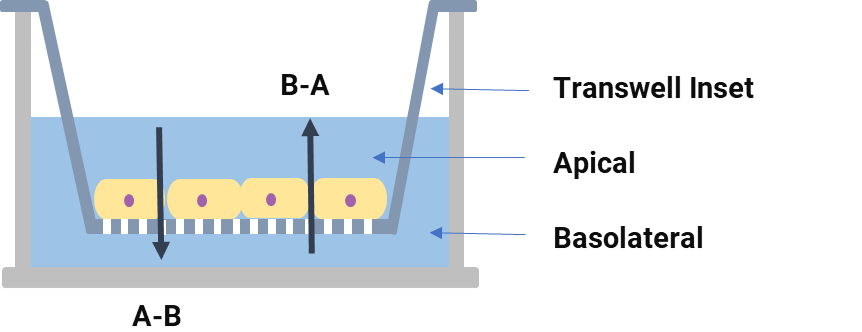 Figure 3. Schematic diagram of the Transwell system